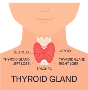 thyroid gland diagram
