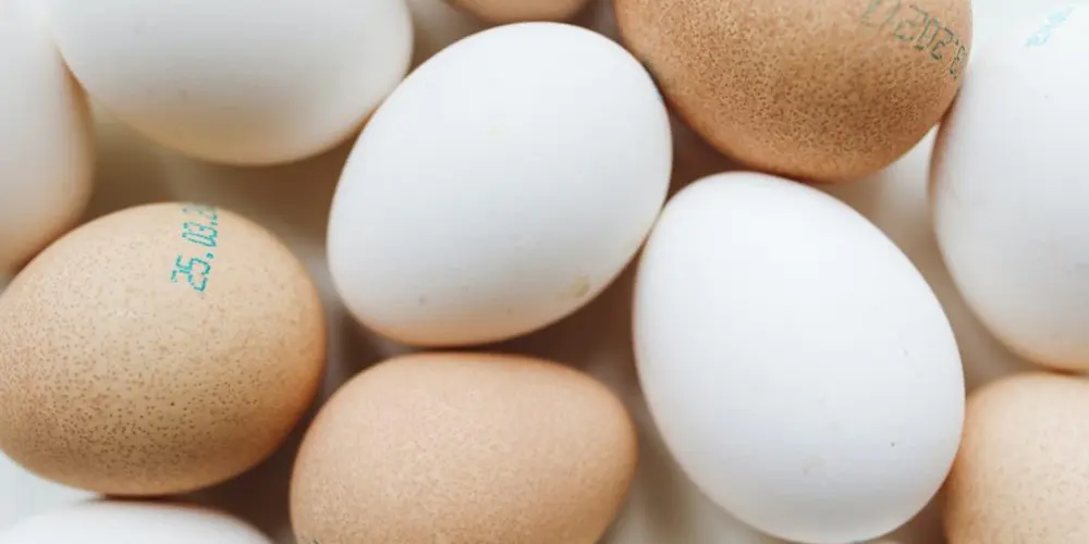 eggs - high protein for your health