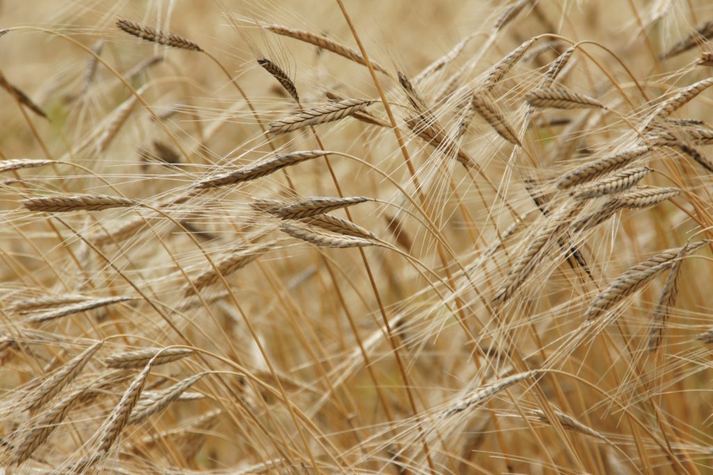 wheat grain growing in field.