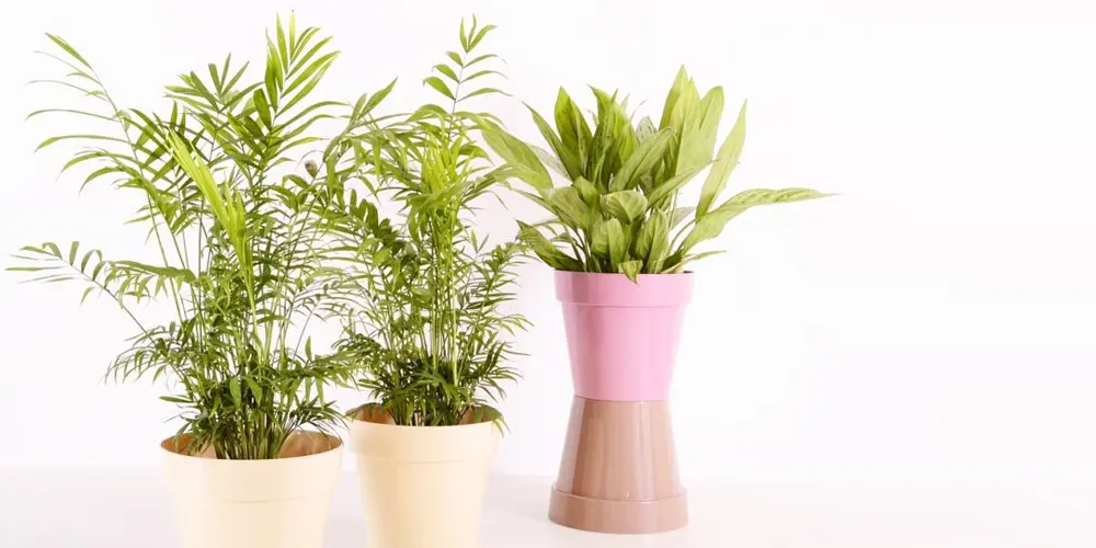breathe better air with indoor plants