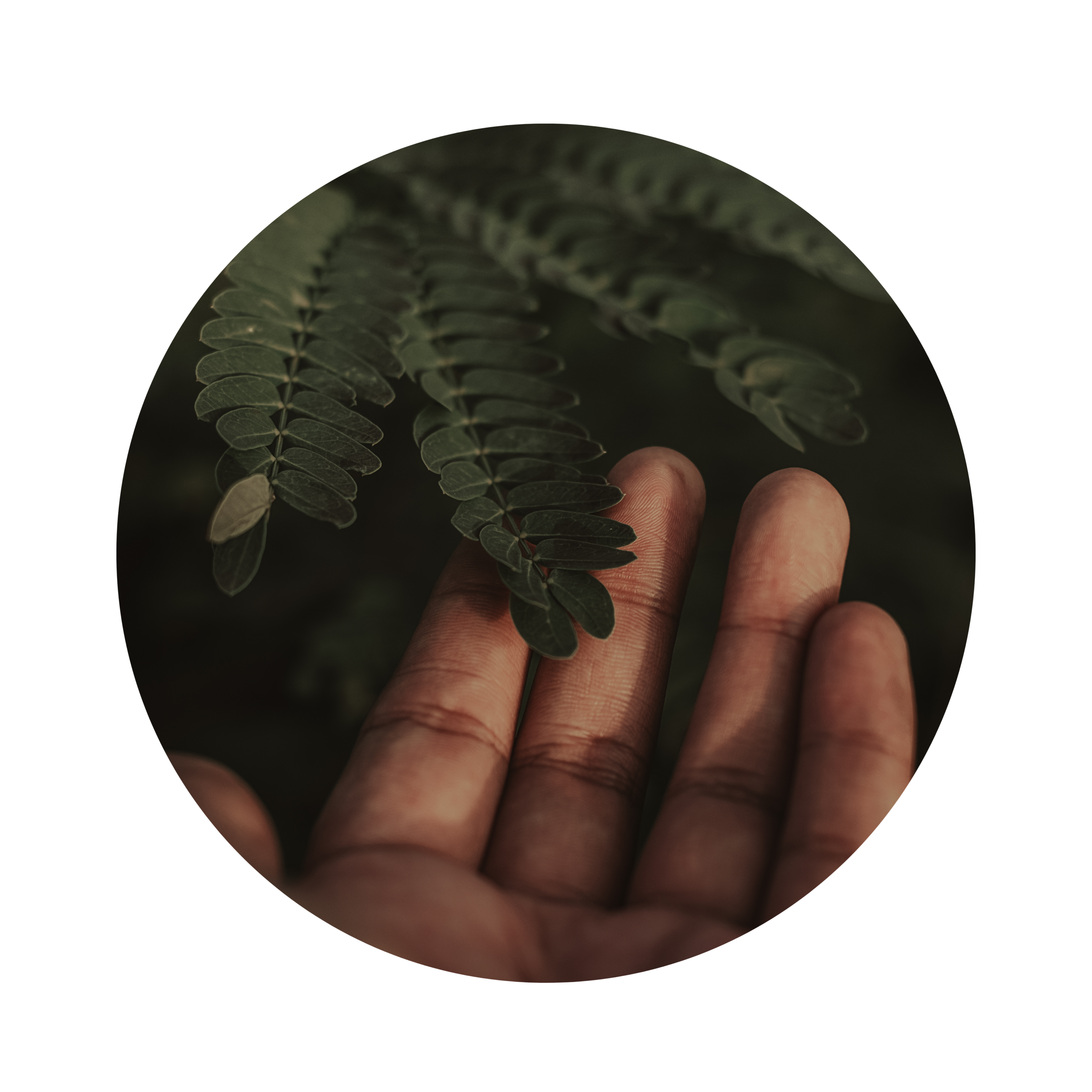 woman's hand holding foliage in nature - portraying naturopathic remedies.
