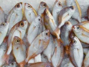 fish - high protein diet.