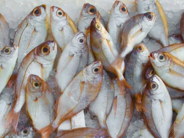fish - high protein diet.