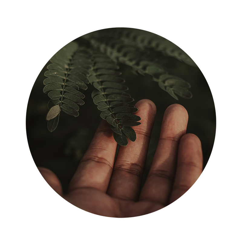woman's hand holding foliage in nature - portraying naturopathic remedies.