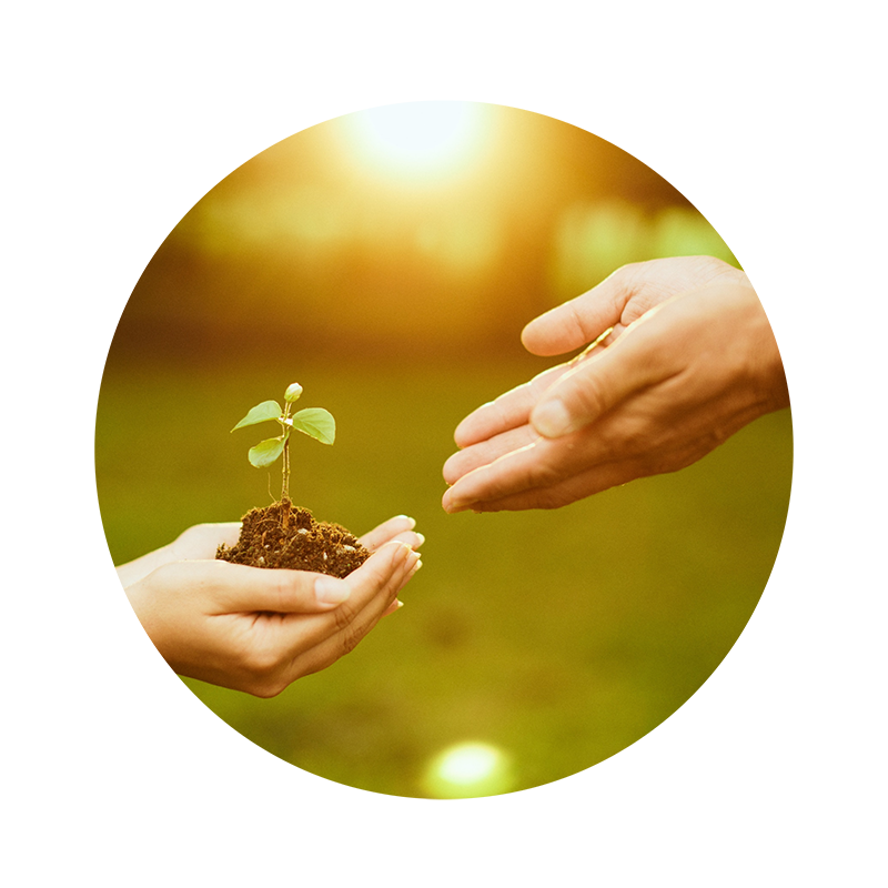 small plant in woman's hands portraying naturopathic health.